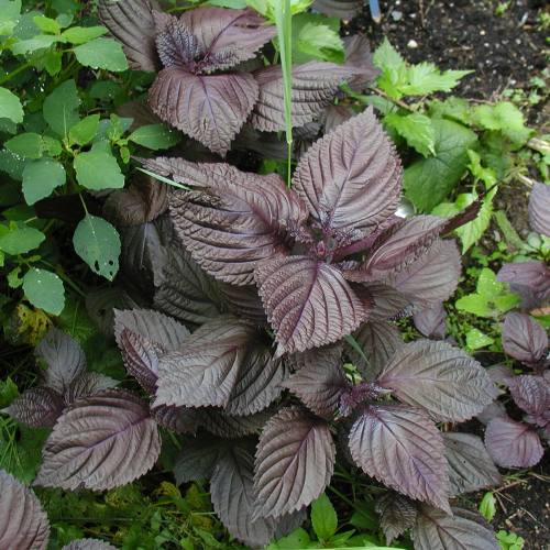 CHIẾT XUẤT TÍA TÔ (Dưỡng trắng)